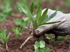 Як класифікують бур’яни і чому боротьба з ними вимагає системного підходу