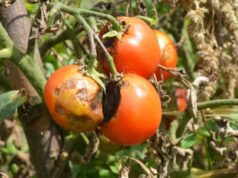 Фітофтора: тихий ворог овочевих і садових культур