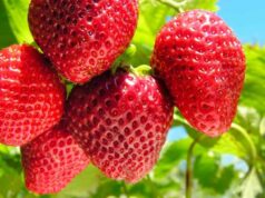 Весняна посадка полуниці: що потрібно знати